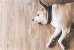 Child and Pet-Friendly Flooring Solutions for Minneapolis Homes