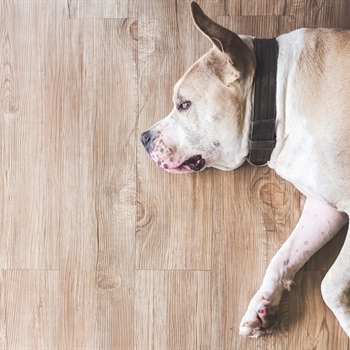 Child and Pet-Friendly Flooring Solutions for Minneapolis Homes