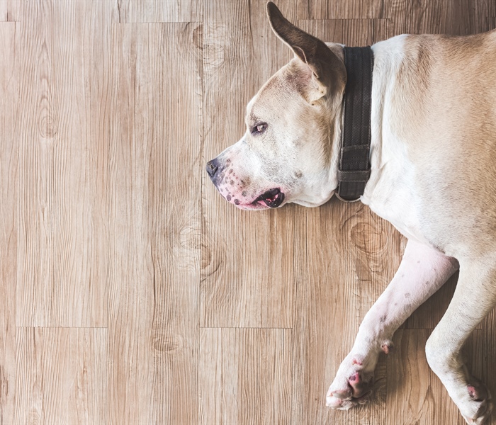 Child and Pet-Friendly Flooring Solutions for Minneapolis Homes